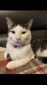 Casper went missing yesterday. We are very worried and would be so grateful for 