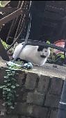 He/she keeps coming into garden, 4th times I see this cat, one day I saw he/her 