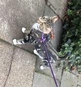 He has disappeared on Woodside grove and he never does this, he was always aroun