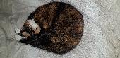 My tortoiseshell and white cat has gone missing from the Coventry area. She is c