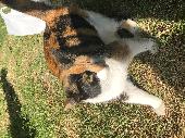 A calico cat very friendly, vocal Redbridge Valentines Park