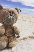 He is an old bear ,he has some missing fur on his back and has a worried look on