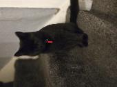 Hi Taz has gone missing he is black and White specked male he is microchip and i