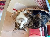 Mixi is a neutered male Tabby cat. He has a brown nose, brown fur with, black st