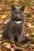 Fabi went missing on 12th February from Knowle Road, Lustleigh, and there have b