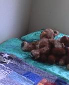 Please help us find my son's bear Freddy. He has been around the world with us a