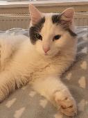 Bear is a white long haired cat with a black tail and black patches on top of hi