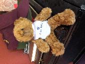 Small teddy with Clifton Lodge 'T' shirt