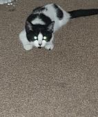 Sadly our kitten has gone missing she never really goes out side if do its the g