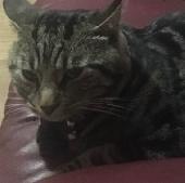 My cat has been missing since the 10th of February he is a male tabby cat who ha