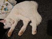 My beautiful white cat has gone missing. He is white with grey markings on his h