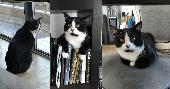 Hi. my cat jumped through the window, too many works here too loudly that he wou