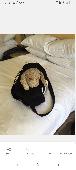 An old dog teddy been lost it has huge sentimental value. Had for 20 years and s