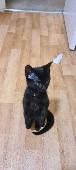 black kitten lost from chiswick high road