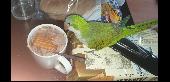 I lost my green Quaker Parakeet, 