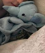 Blue elephant comforter, goes by the name of Nelly. Lost somewhere in outside ar
