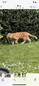 He’s been in the area for a while sneaking into my mother in laws to eat and sle