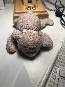 We’ve lost our beloved “Fluffy”. He is a small (about the size of adult hand) li