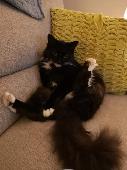 If anyone sees this cat please can you let me know. Last seen on Foxby Lane Gain