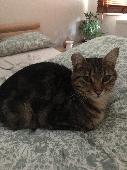 Arya: Small female tabby. Neutered and chipped. Went missing early hours of Sund