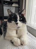 Luna is a very timid female cat, spayed and chipped. She left one morning at 5am