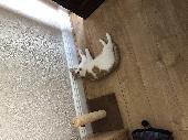 Male nutured ginger & white cat, wearing reflective green/yellow collar, with ph