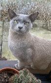 ****MISSING CAT - Graham Road, Dalston end, Hackney E8**** My grey cat, Choochoo