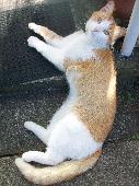Lost, Stolen or Dumped, could be anywhere. Light ginger across head, back + side