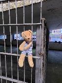 Lost teddy bear