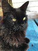 Skye is a much-loved cat by our close neighbours! She is semi-long-haired with a
