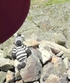 Lost toy zebra crocheted by my daughter - I always take it on my hill climbs and