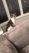Please help us bring our cat home. He was a gift from our late mother and is ver