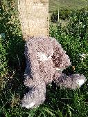 Wilberry bunny found lost and alone in a layby near Dalwhinnie. Rescued, had a n