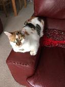 Hi, my cat Primrose has been missing since 7am Friday. She never misses a meal! 
