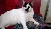 He is a rather large cat and he has big paws as he has an extra toe . Mainly whi