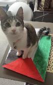 My nearly 1 year old female home cat has managed to escape from a friends flat w