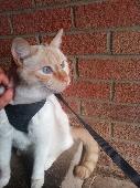 He is a medium large boy (~5kg), with a striped ginger face and ears, a ringed g