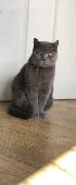 Missing cat on wrose rd Bd2 anyone who has seen her please let me know she has b