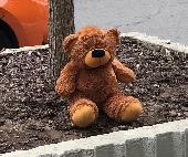 Teddy bear found outside of building. Took him inside so he doesn't get damaged 