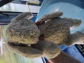 My son spotted this cuddly on the 213 bus, towards Sutton, while it was going th