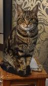 Our black and tan tabby went missing on Wednesday evening