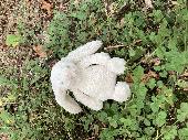 White jellycat bunny found when walking round Derwentwater on path below Hawes E