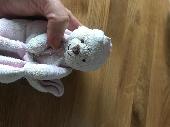Beloved teddy willow lost at hinchingbrooke hospital treatment centre near ultra