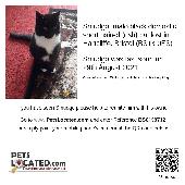 My Mother's Cat Is Missing. Bristol UK, but could be anywhere if he has hitched