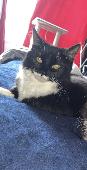 My gorgeous girl Lola has gone missing, around park road widnes WA8 6HG , I am w
