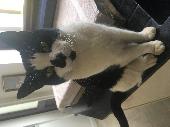Felix lives in Senwick Drive, Wellingborough, Northamptonshire