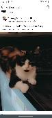 My cat fluffy has been missing since Fri we really miss her please call me if u 