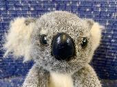 Lost sad-looking Koala. Doesn't say much