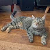 Mithai is a 1-year old brown tabby cat (female) who went missing yesterday morni