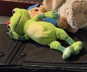 Hi, I lost my daughter’s beloved stuffed toy frog somewhere between the commons 
